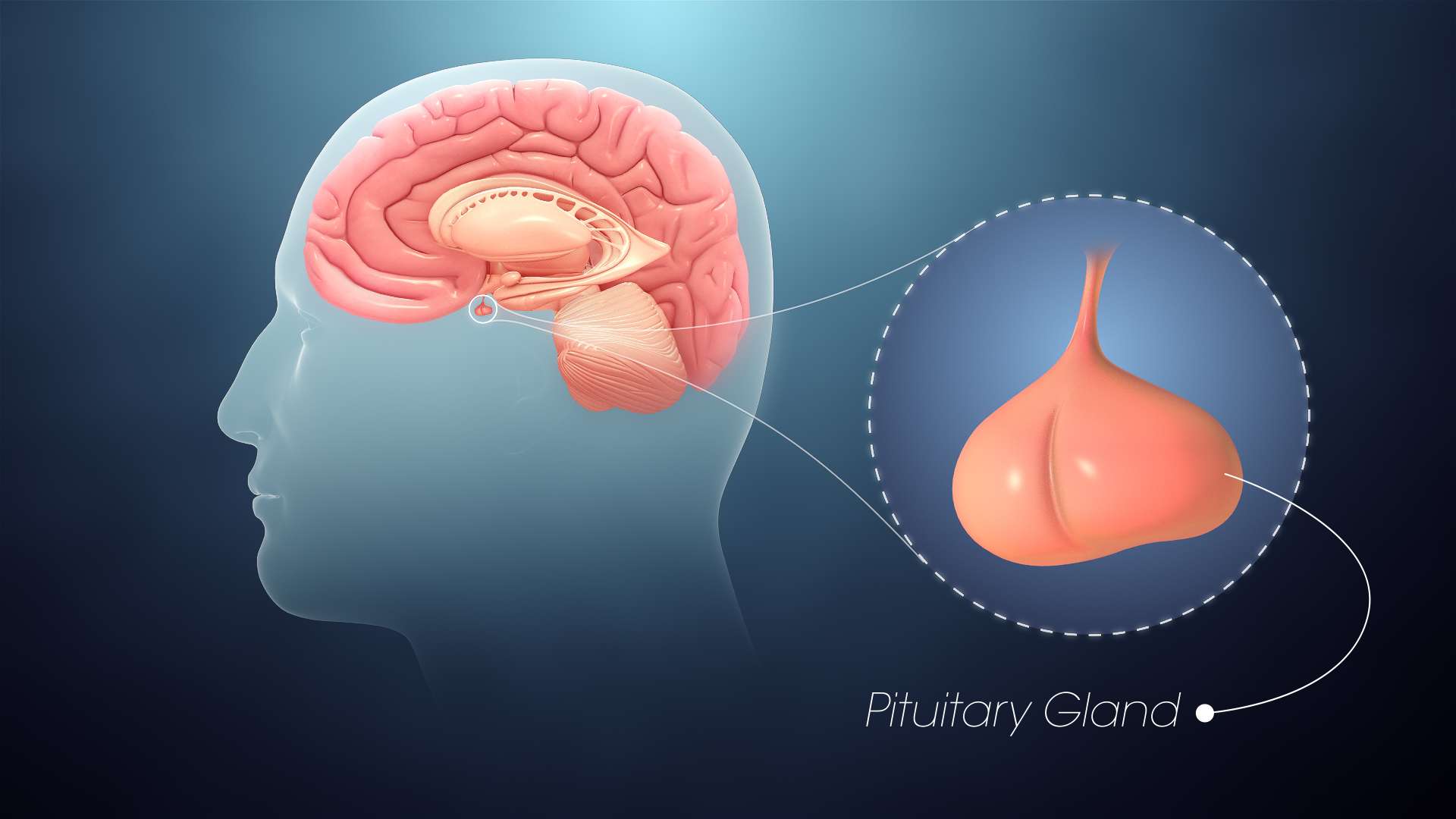 Pituitary Gland Disorders Peach State Endocrinology 